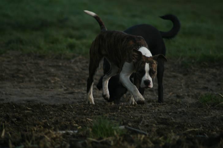 Amerikansk bulldog bello billede 2