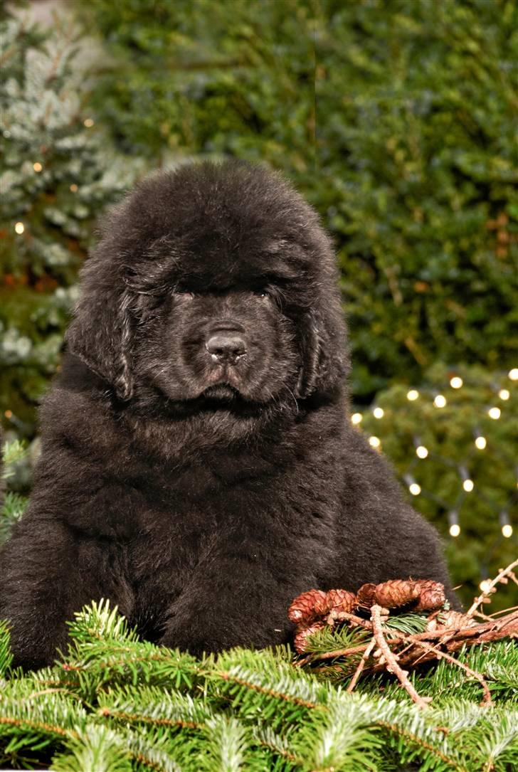 Newfoundlænder Hannibal (Cannon Bear's) - Hannibal i julehumør 05.12.2008 - 8 uger gammel :) Foto er Copyright billede 10