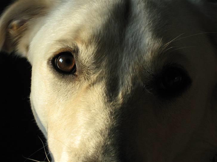 Blanding af racer Fnug - Fnug august 2009 billede 9