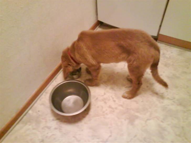 Hovawart Sally billede 1