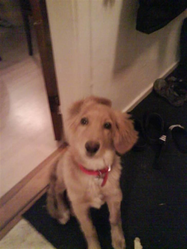 Hovawart Sally billede 2