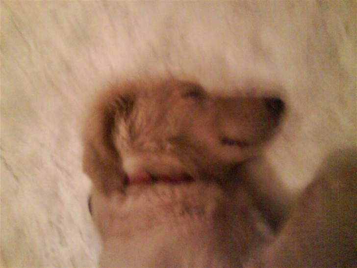 Hovawart Sally billede 3