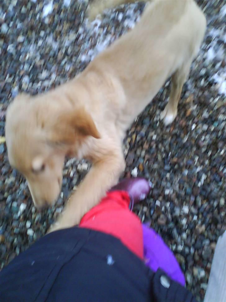 Hovawart Sally billede 4