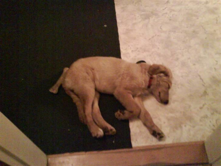 Hovawart Sally billede 5