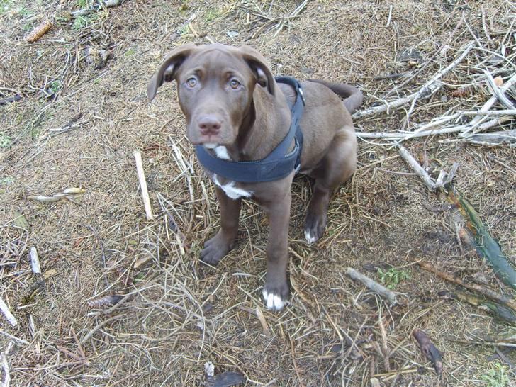 Blanding af racer Noma billede 8