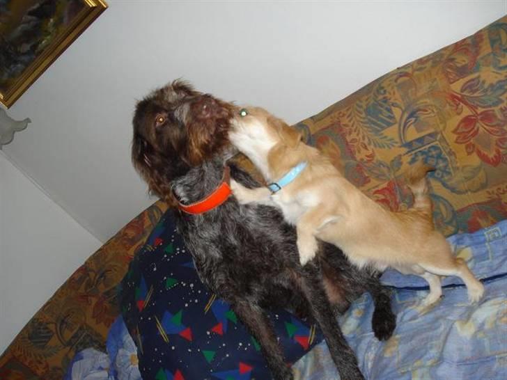 Blanding af racer Chicko <3 billede 12