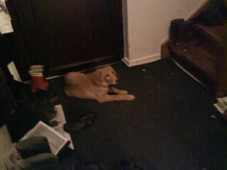 Hovawart Sally billede 6