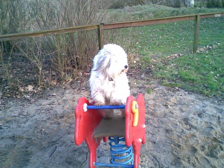Coton de tulear Herkules (Walter) - <33 billede 1