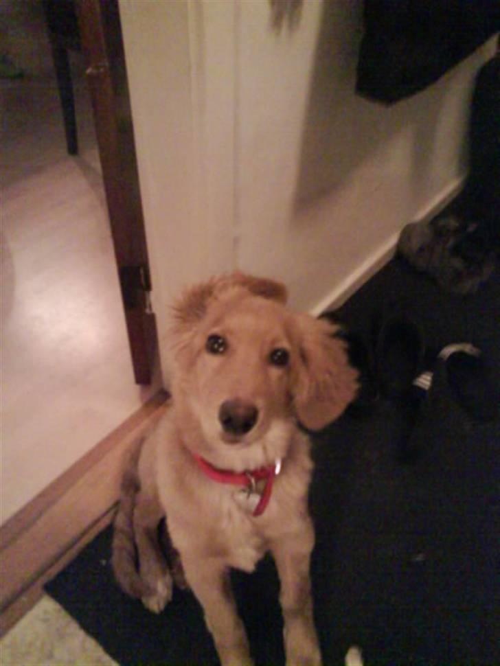 Hovawart Sally billede 7