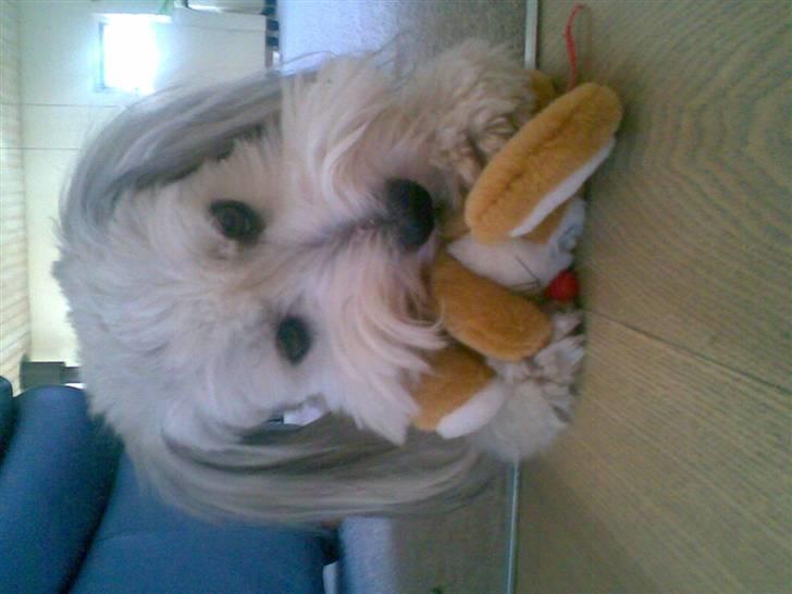Coton de tulear Herkules (Walter) - bamse <3 billede 2