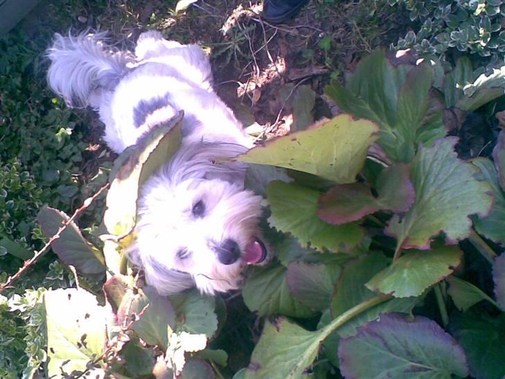 Coton de tulear Herkules (Walter) - man må ikke være i bedet <33 d ; billede 3