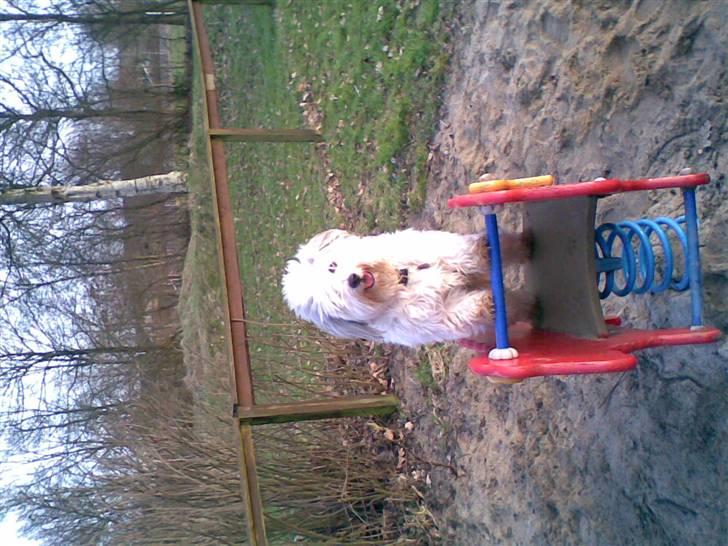 Coton de tulear Herkules (Walter) - legepladsen <33 d: billede 4