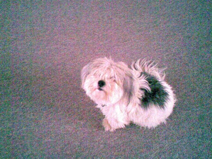 Coton de tulear Herkules (Walter) - <33 billede 5