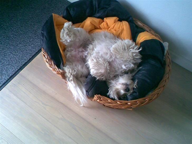 Coton de tulear Herkules (Walter) - Haha han drømmer<33 billede 7