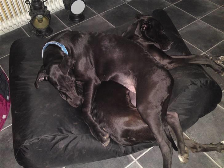 Grand danois hermann - altså her ligger man godt, måske lidt synd for nikita der ligger nederst billede 2