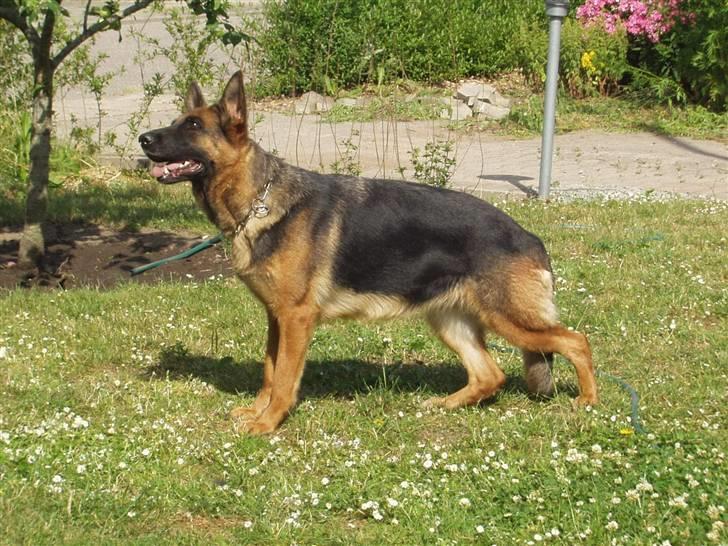 Schæferhund Swedi billede 1