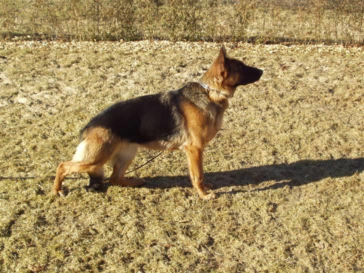 Schæferhund Swedi billede 2