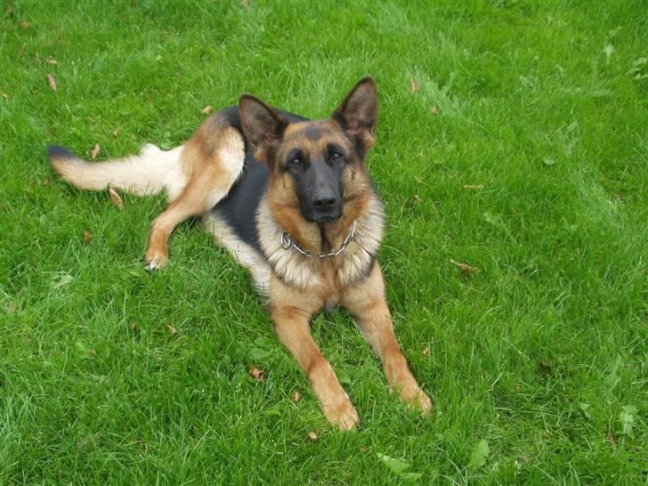 Schæferhund Swedi billede 3