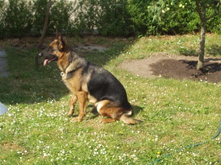 Schæferhund Swedi billede 4