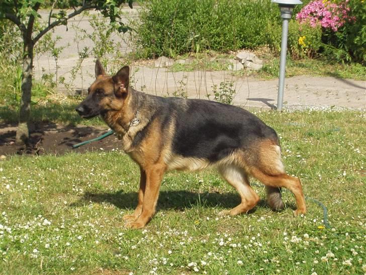 Schæferhund Swedi billede 5