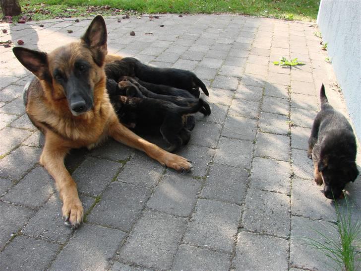 Schæferhund Swedi billede 6