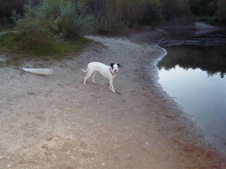 Amerikansk bulldog Freja - I Hedeland billede 20