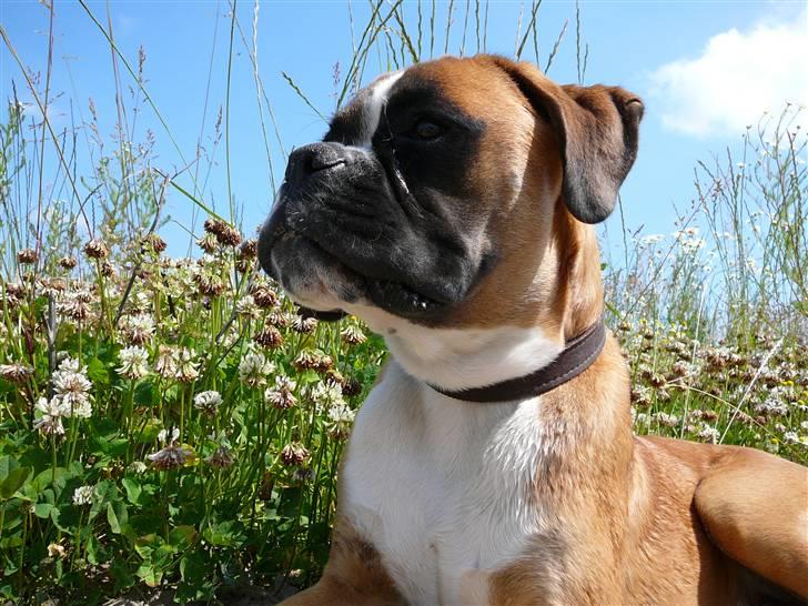 Boxer Apollo billede 6