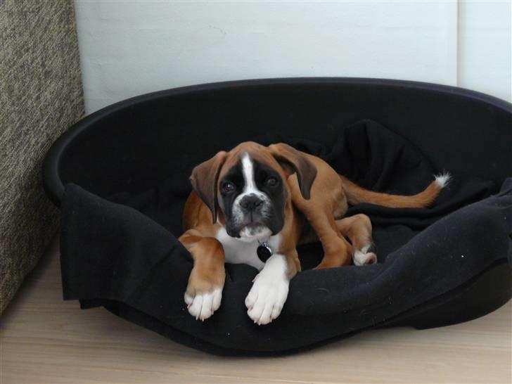 Boxer Apollo billede 7