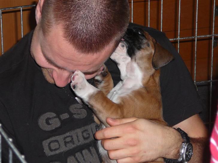 Boxer Apollo - Jeg visker lige far en hemmelighed billede 8