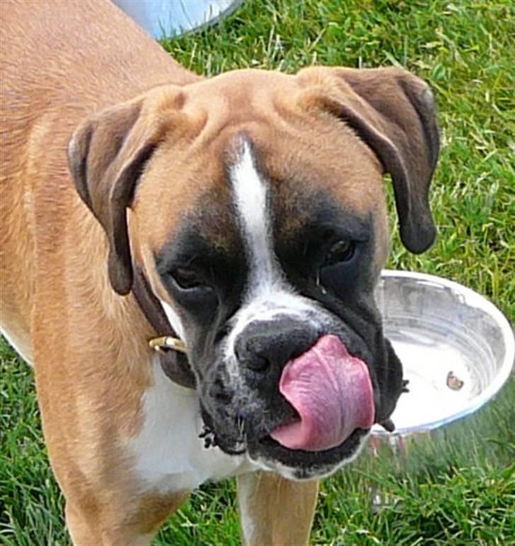 Boxer Apollo billede 9