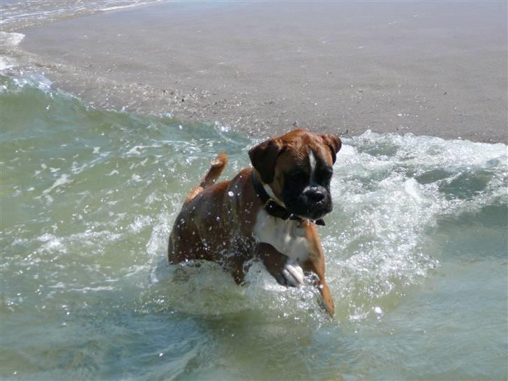 Boxer Apollo billede 10