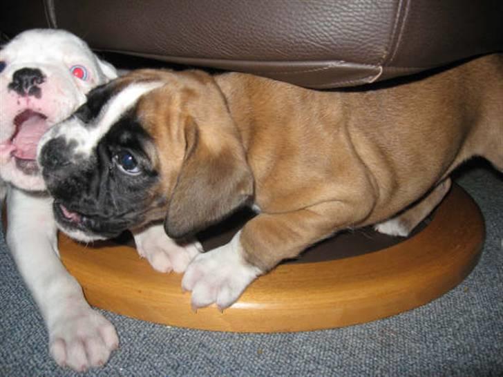 Boxer Apollo - Haps haps, det er kun for sjov billede 11