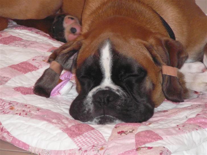 Boxer Apollo billede 12