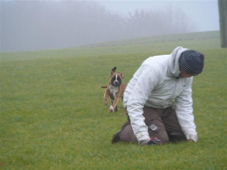 Boxer Apollo billede 13