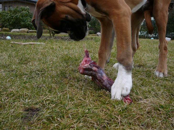 Boxer Apollo - Oksehale mums billede 14