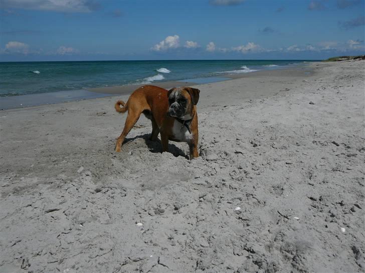 Boxer Apollo billede 15