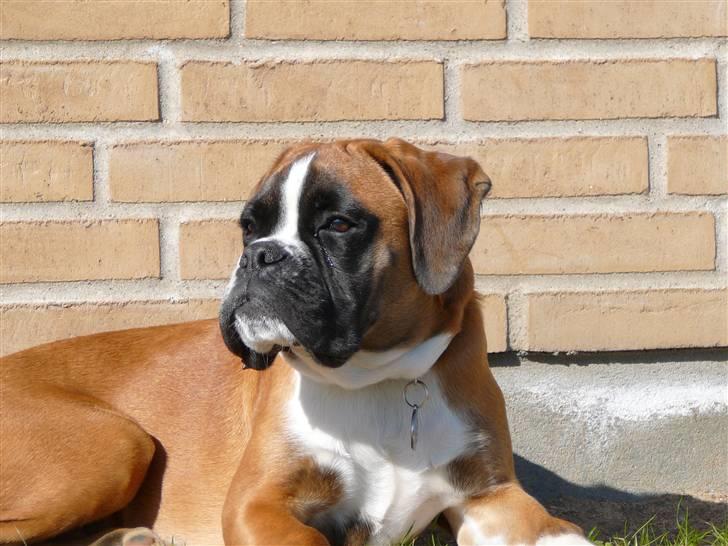 Boxer Apollo billede 16