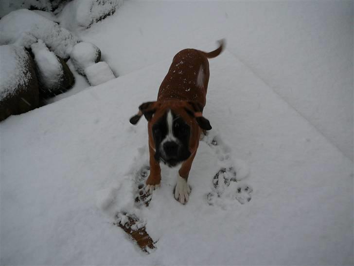 Boxer Apollo billede 17