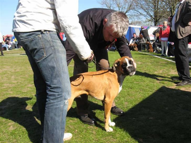 Boxer Apollo - Til udstilling i Hedensted billede 18