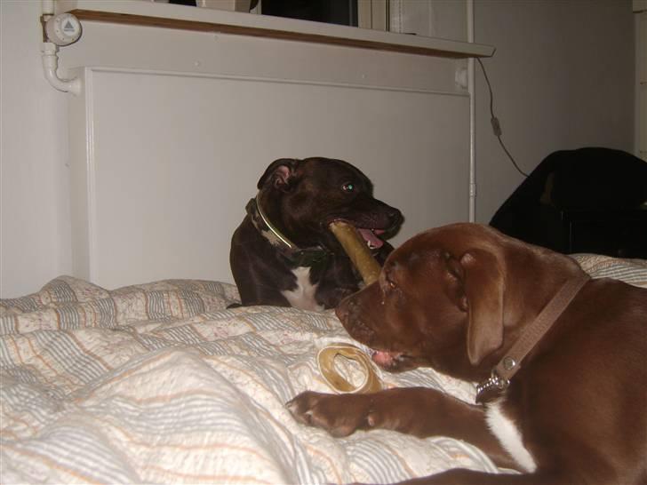 Blanding af racer Noma billede 9