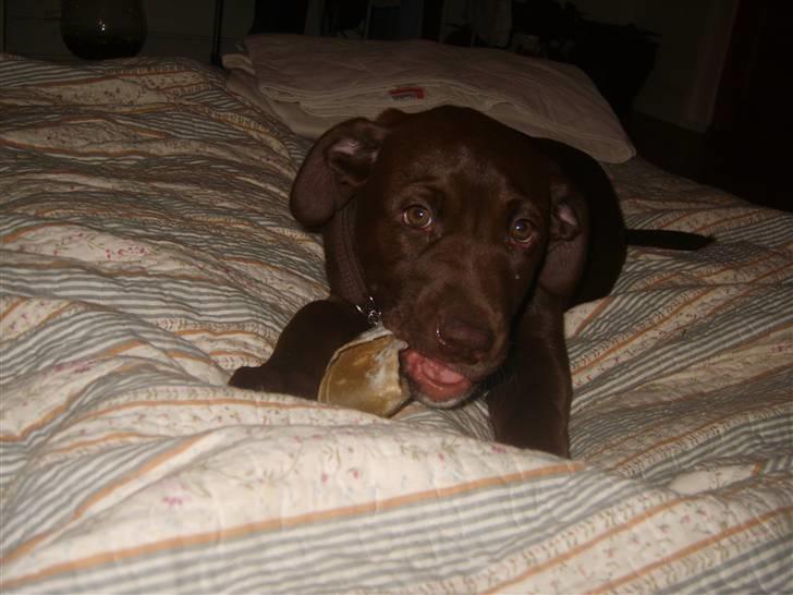 Blanding af racer Noma billede 10