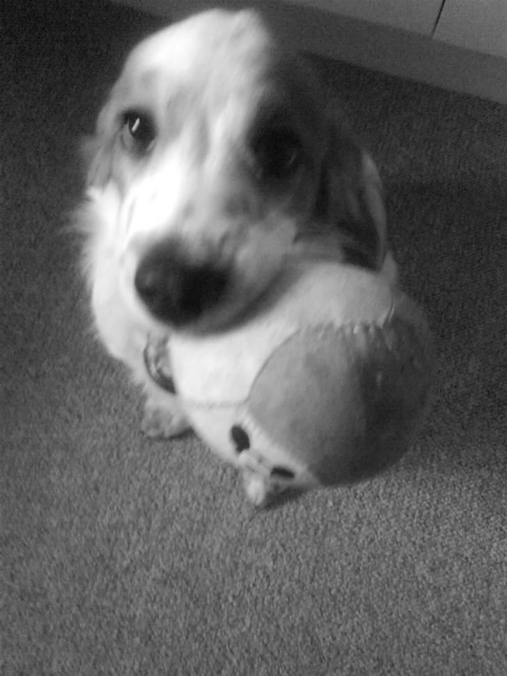 Kooikerhondje Høgedals (Lady) Smilla billede 16