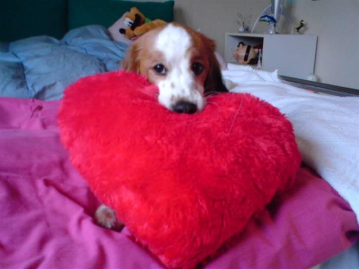 Kooikerhondje Høgedals (Lady) Smilla billede 17