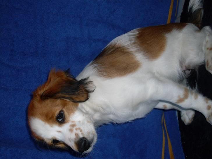 Kooikerhondje Høgedals (Lady) Smilla billede 18