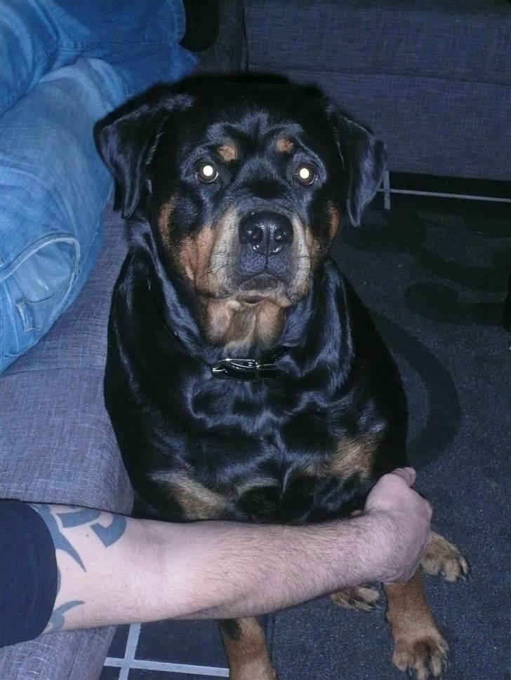Rottweiler Nala billede 1