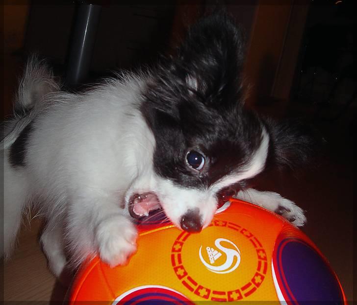 Papillon  Tjika - se mor det her, DET KALDER JEG LEGETØJ ;P billede 10