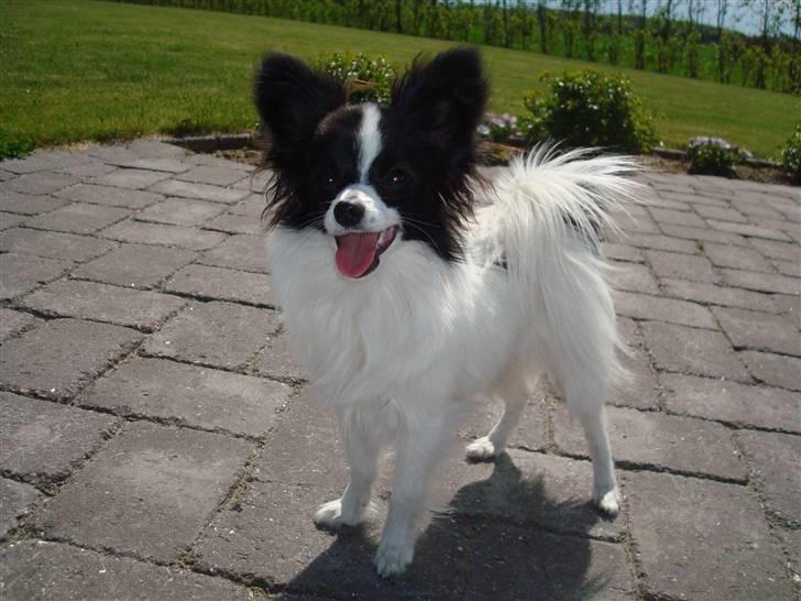 Papillon  Tjika - "Kast den bold kvinde!! " billede 11