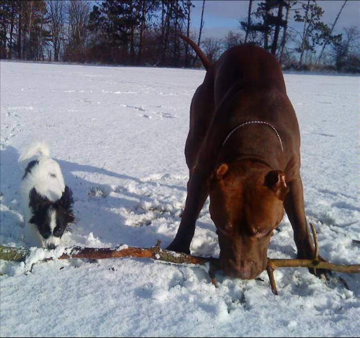 Papillon  Tjika - "Mmmmarrrmmmm, kan godt ske du er stor Darko, men DEN her pind er satme min!" billede 12