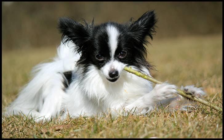 Papillon  Tjika billede 13