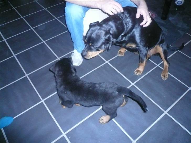Rottweiler Nala - det aller første møde men tyranen billede 3
